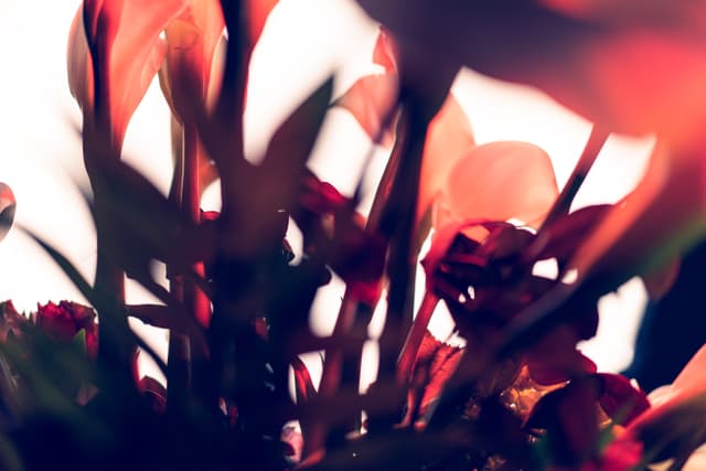 Vivid Flowers 102