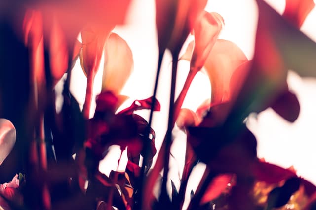 Vivid Flowers 103