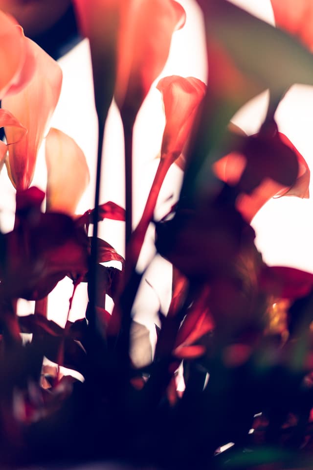 Vivid Flowers 104