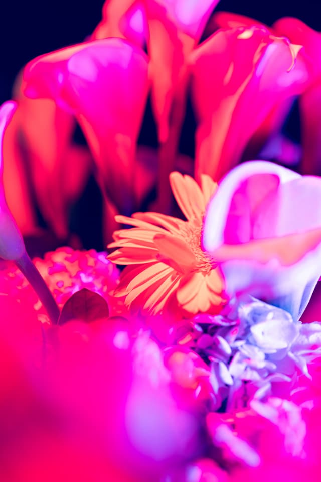 Vivid Flowers 108