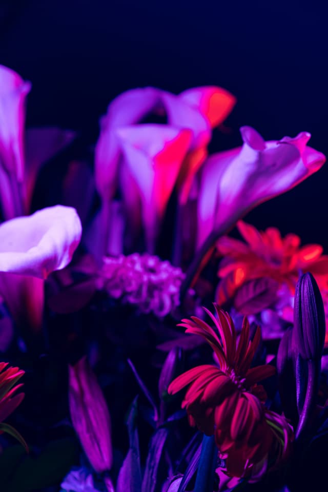 Vivid Flowers 115