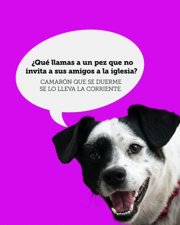¿Qué llamas a un pez que no invita a sus amigos a la iglesia? Camarón que se duerme se lo lleva la corriente.