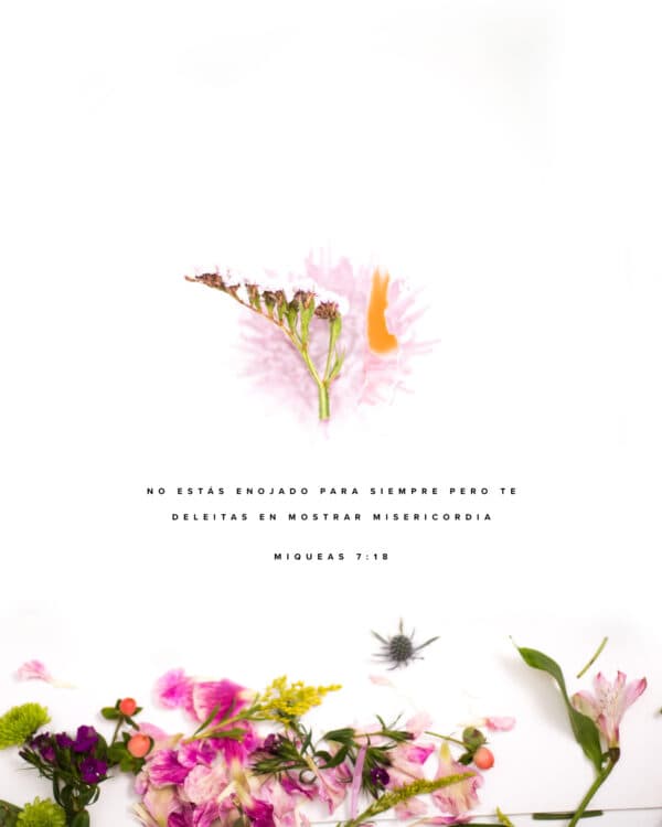 No estás enojado para siempre pero te deleitas en mostrar misericordia. - Miqueas 7:18