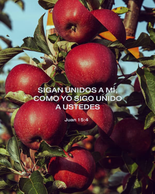 Sigan unidos a mí, como yo sigo unido a ustedes. - Juan 15:4