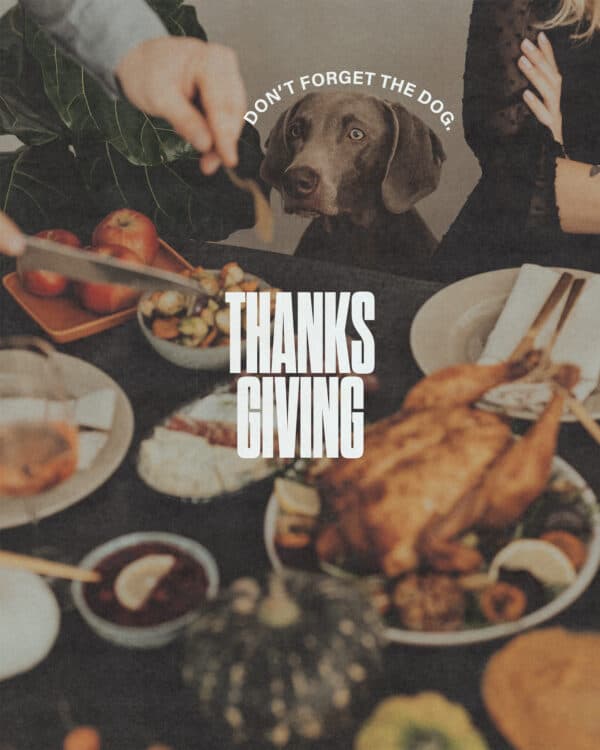 Thanksgiving. Don't forget the dog.