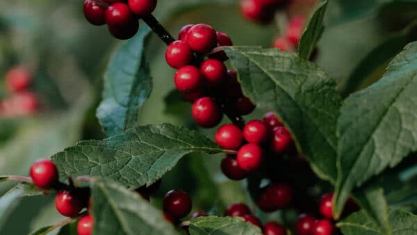 Fall and Christmas Shoot 42