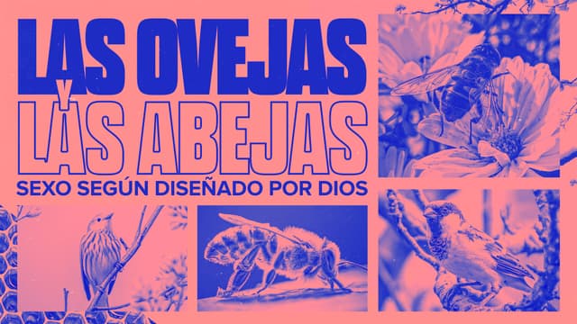 Las ovejas y las abejas: Sexo según diseñado por Dios