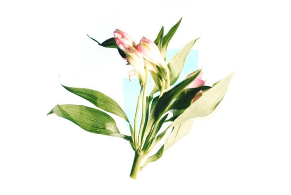 Easter Life 19
