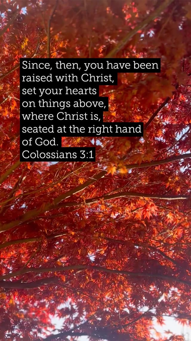 Set Your Hearts