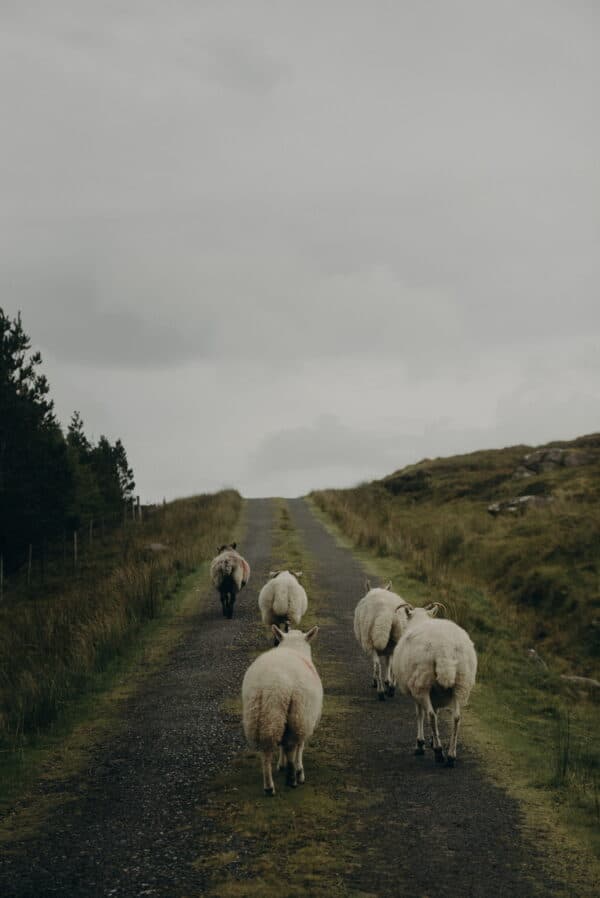2022 Ireland Shoot 10