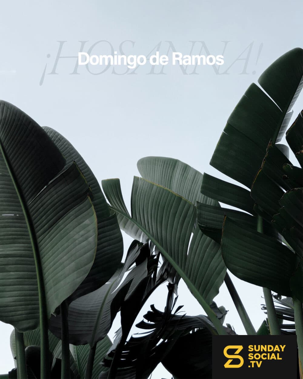 ¡Hosanna! Domingo de Ramos