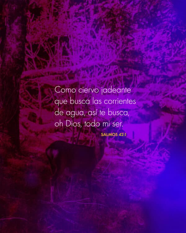 "Como ciervo jadeante que busca las corrientes de agua, así te busca, oh Dios, todo mi ser." - Salimos 42:1