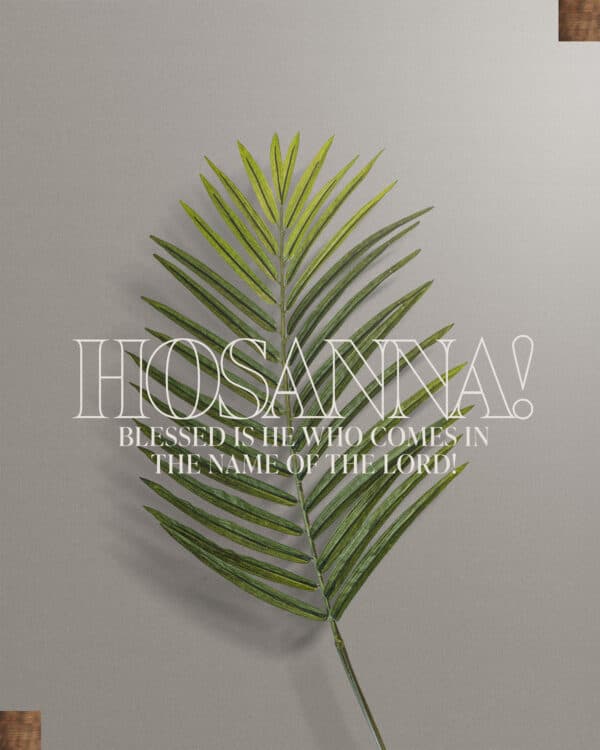 "Hosanna!" "Blessed is he who comes in the name of the Lord!" - John 12:13