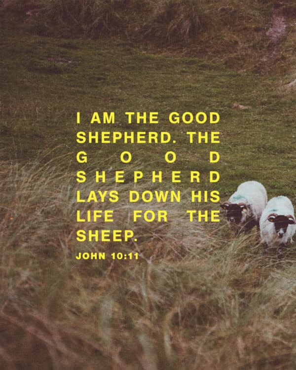 "I am the good shepherd. The good shepherd lays down his life for the sheep." - John 10:11