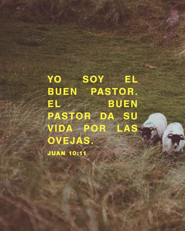 "Yo soy el buen pastor. El bun pastor da su vida por las ovejas." - Juan 10:11