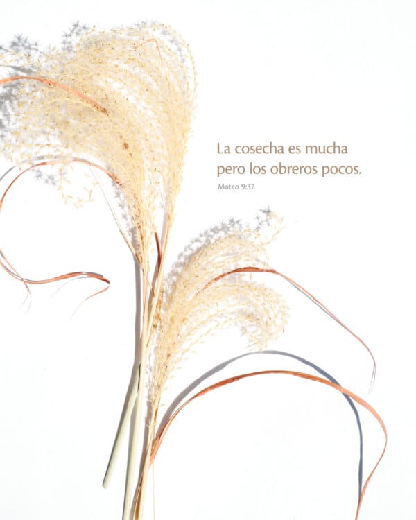 "La cosecha es mucha pero los obreros pocos." - Mateo 9:37