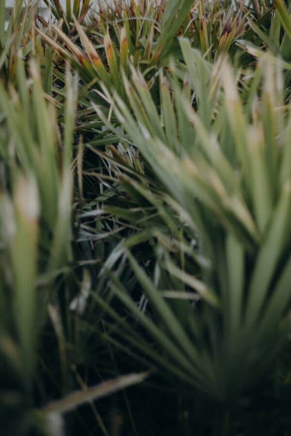 Artsy Shots 36