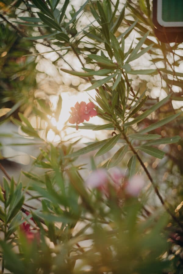 Artsy Shots 3