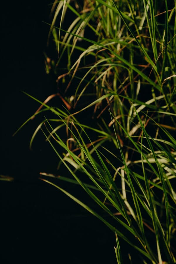 Artsy Shots 9