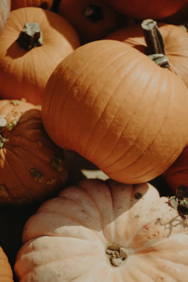 Pumpkin Patch Photoshoot 1