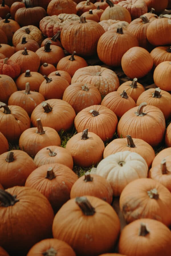 Pumpkin Patch Photoshoot 3