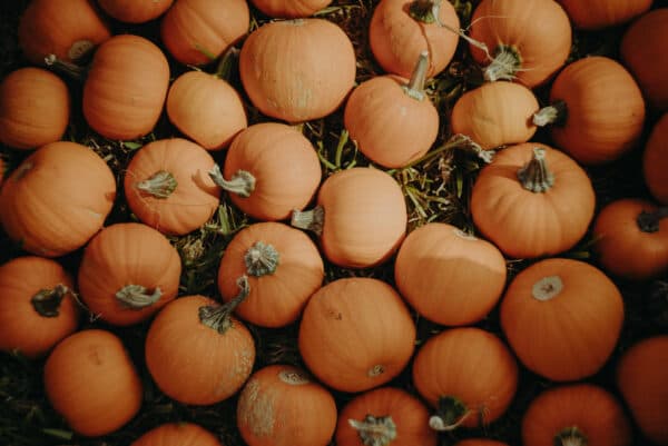 Pumpkin Patch Photoshoot 4