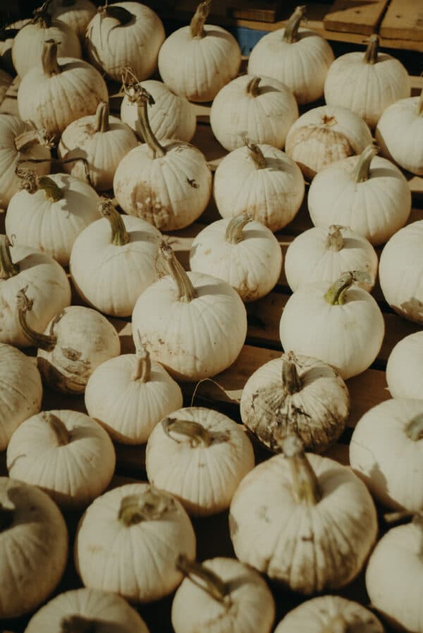 Pumpkin Patch Photoshoot 5
