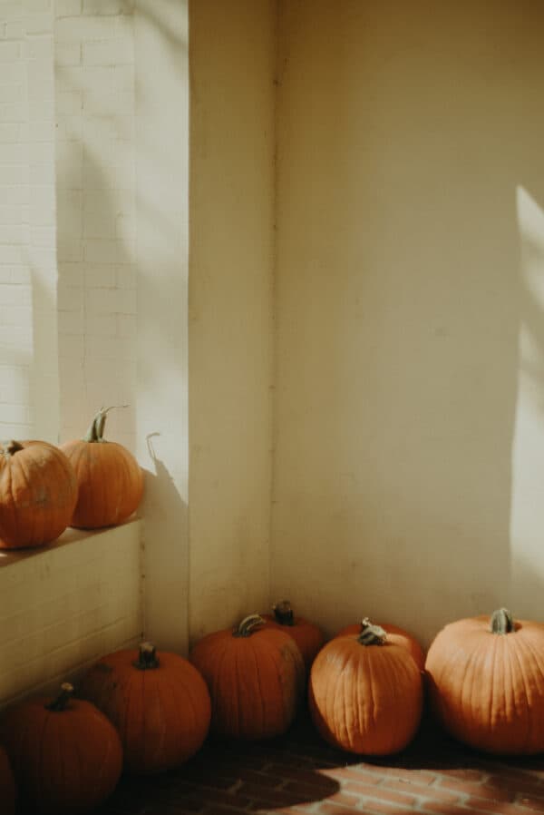 Pumpkin Patch Photoshoot 6