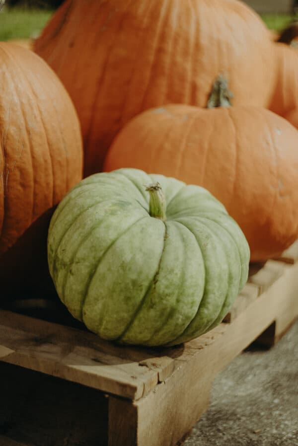 Pumpkin Patch Photoshoot 7