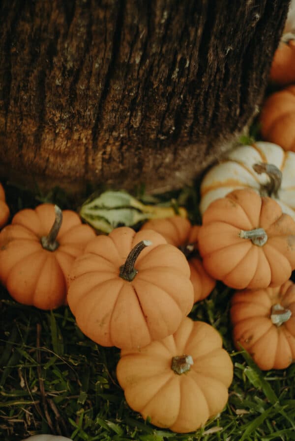 Pumpkin Patch Photoshoot 9