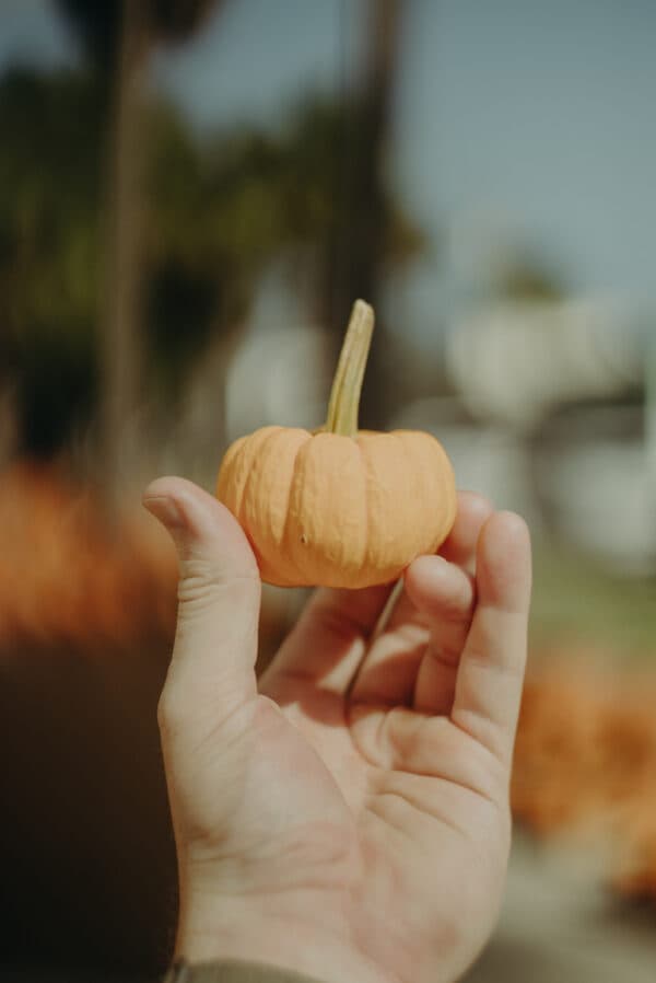 Pumpkin Patch Photoshoot 10