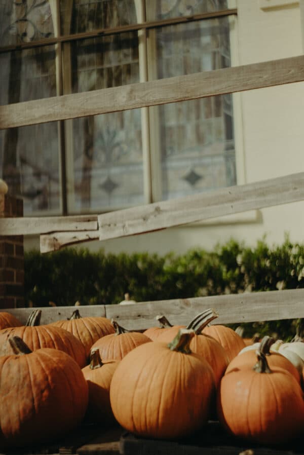 Pumpkin Patch Photoshoot 11