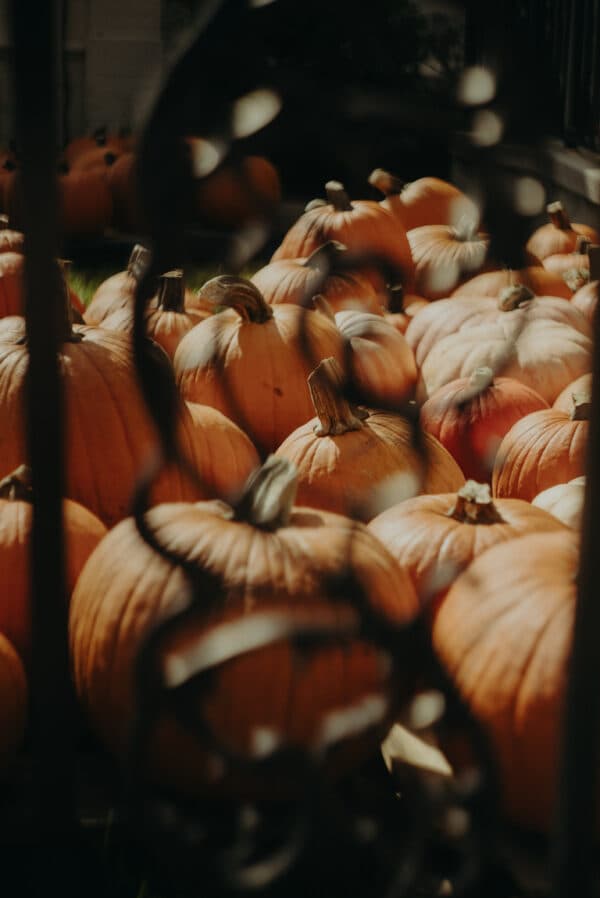 Pumpkin Patch Photoshoot 12