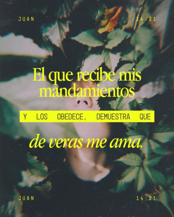 El que recibe mis mandamientos y los obedece, demuestra que de veras me ama. Y mi Padre amará al que me ama, y yo también lo amaré y me mostraré a Él - Juan 14:21