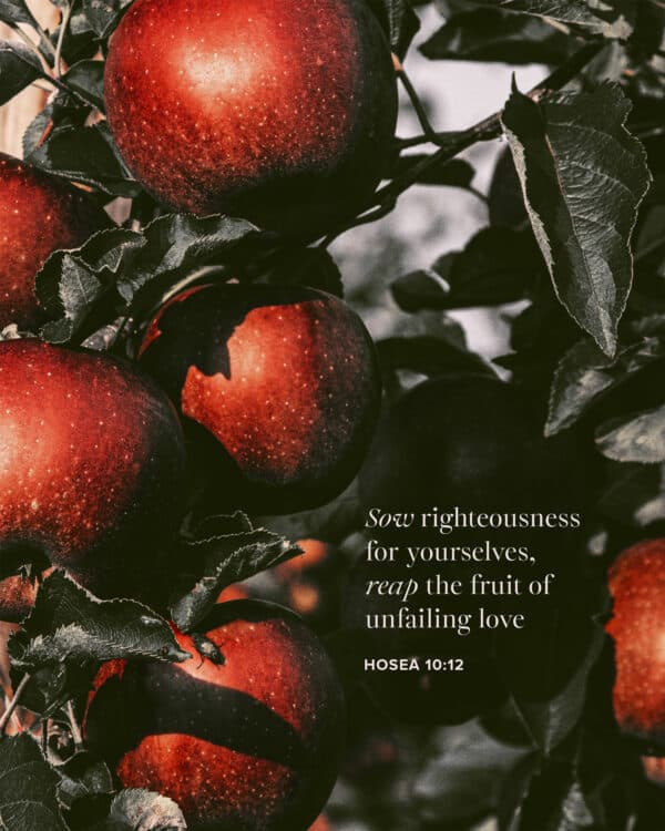 Sow righteousness for yourselves, reap the fruit of unfailing love - Hosea 10:12