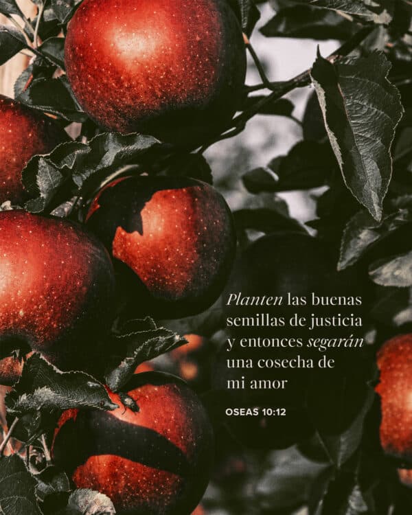Planten las buenas semillas de justicia y entonces segarán una cosecha de mi amor - Oseas 10:12