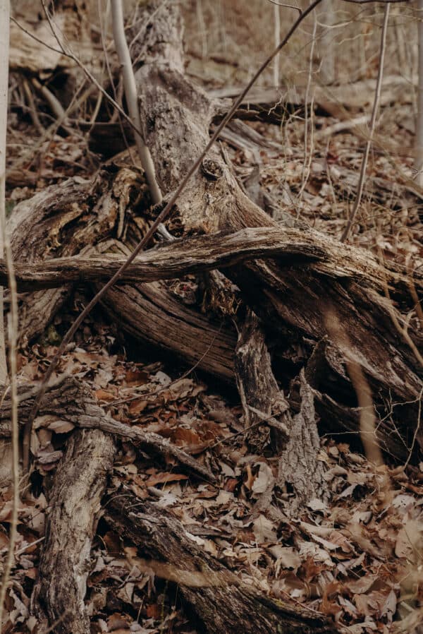 Tennessee Shoot 5