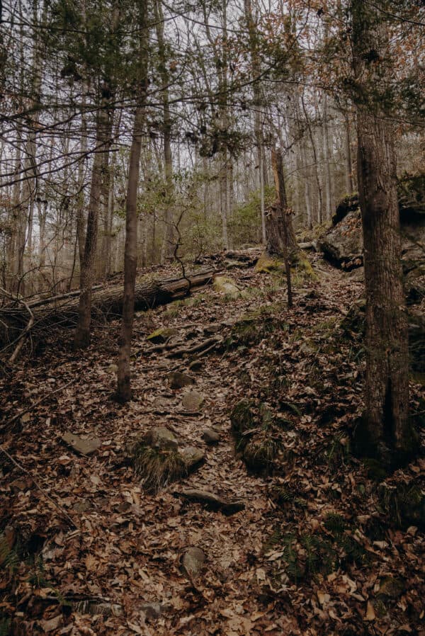 Tennessee Shoot 7