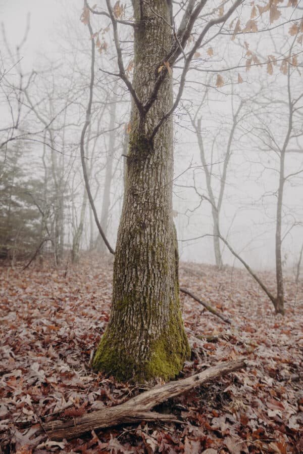 Tennessee Shoot 15