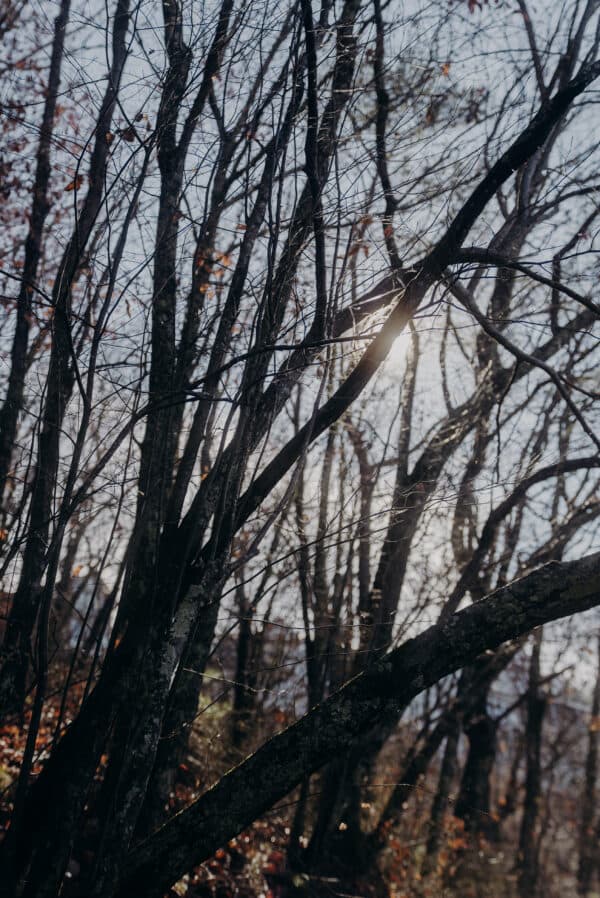 Tennessee Shoot 19