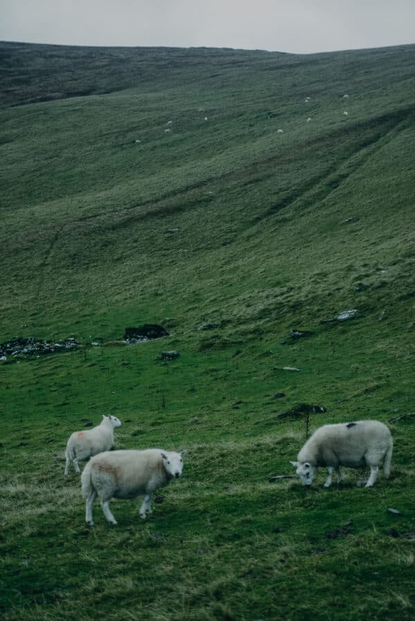 Wales Shoot 11