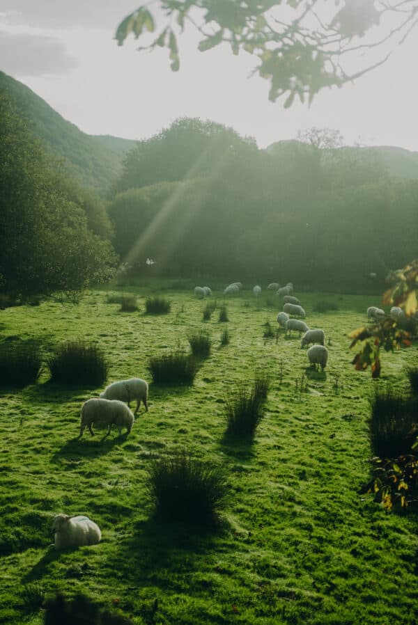 Wales Shoot 14