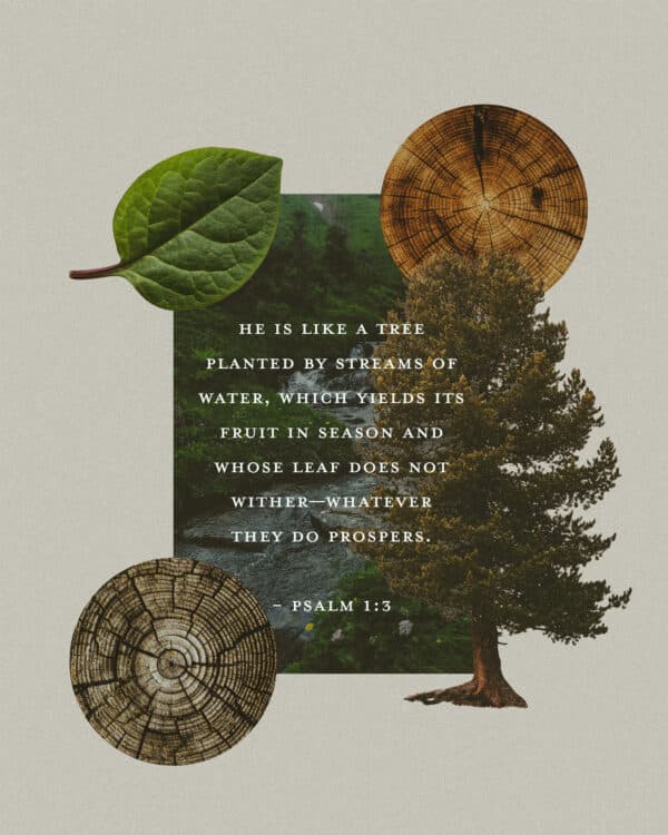 He is like a tree planted by streams of water, which yields its fruit in season and whose leaf does not wither—whatever they do prospers. - Psalm 1:3