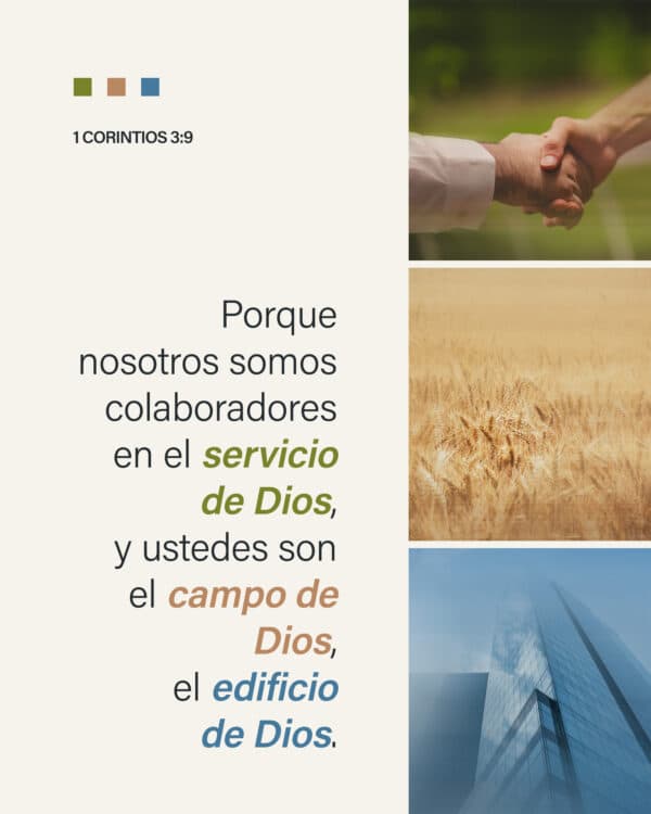 Porque nosotros somos colaboradores en el servicio de Dios, y ustedes son el campo de Dios, el edificio de Dios. - 1 Corintios 3:9