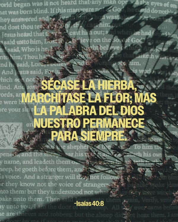 Sécase la hierba, marchítase la flor; mas la palabra del Dios nuestro permanece para siempre. Isaías 40:8