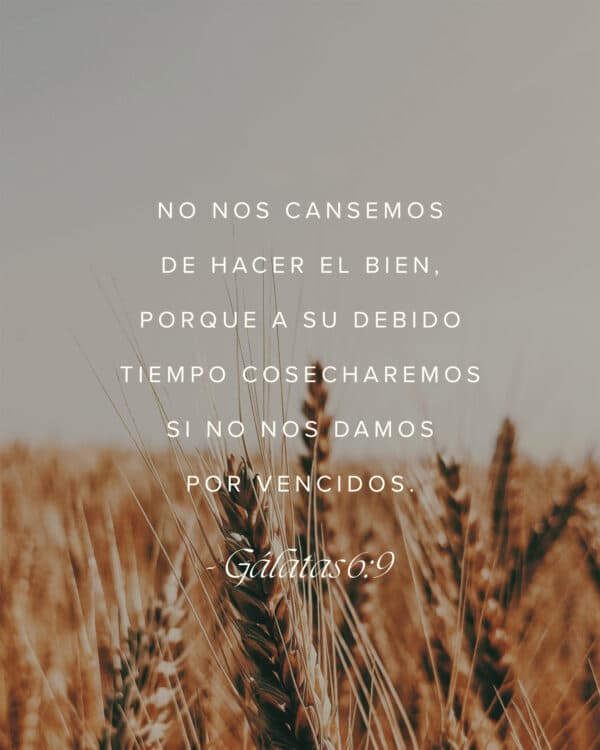 No nos cansemos de hacer el bien, porque a su debido tiempo cosecharemos si no nos damos por vencidos. - Gálatas 6:9