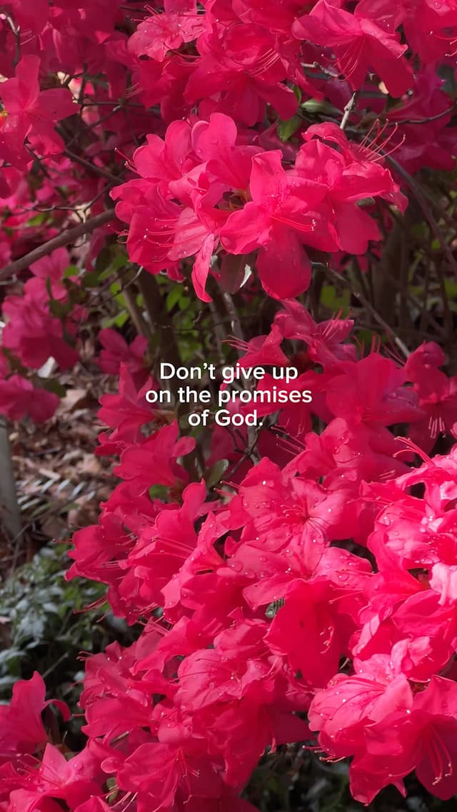 Don’t give up on the promises of God